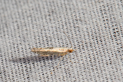 Argyresthia