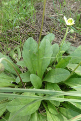 Bellis sylvestris