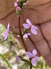 Stylidium armeria