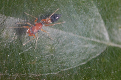 Myrmarachne helensmithae