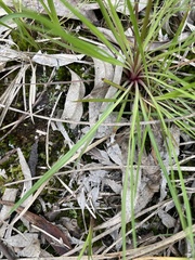 Stylidium armeria