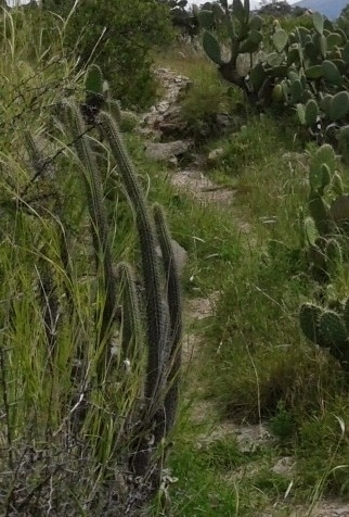 Cleistocactus morawetzianus (Cleistocactus morawetzianus)