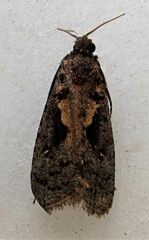 Cryptaspasma querula