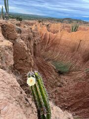 Praecereus euchlorus