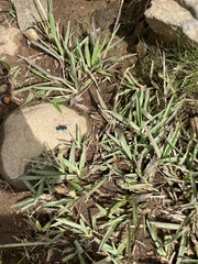 Pseudoxycheila tarsalis