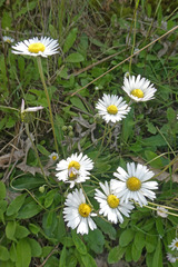 Bellis sylvestris