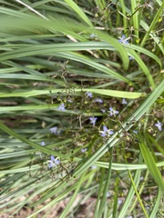 Dianella brevicaulis