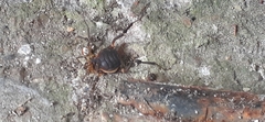 Acanthopachylus aculeatus