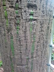 Pseudobombax munguba