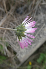 Bellis sylvestris