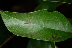 Myrmarachne helensmithae