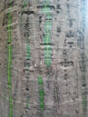 Pseudobombax munguba