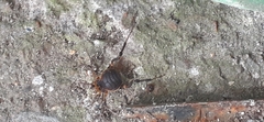 Acanthopachylus aculeatus