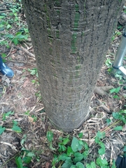 Pseudobombax munguba