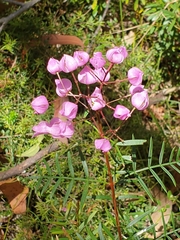 Boronia pinnata