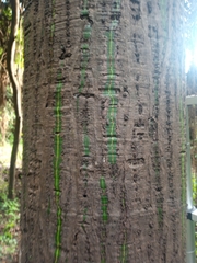 Pseudobombax munguba