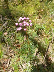 Boronia pinnata