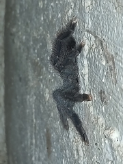 Avicularia avicularia