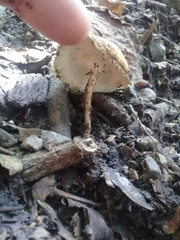 Lentinus flexipes