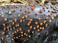 Amphilogia gyrosa