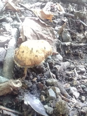 Lentinus flexipes
