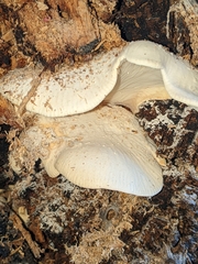 Pleurotus dryinus