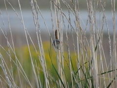 Cistothorus platensis