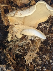 Pleurotus dryinus