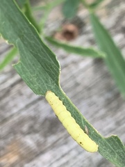 Trichoplusia ni