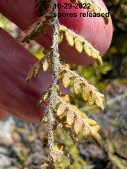 Myriopteris gracillima
