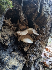 Pleurotus dryinus