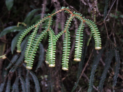 Gleicheniaceae