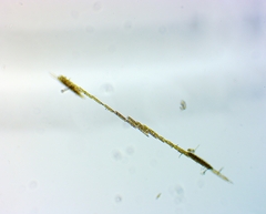 Bacillaria paxillifera