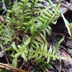 Thuidiopsis