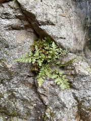 Asplenium montanum