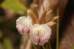 Galeandra