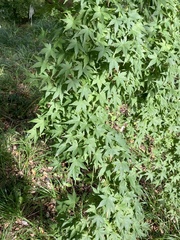 Acer palmatum