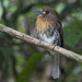 Moustached Puffbird - Photo (c) Oswaldo Hernández, some rights reserved (CC BY-NC), uploaded by Oswaldo Hernández