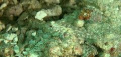 Fusigobius