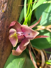 Chiloglottis valida