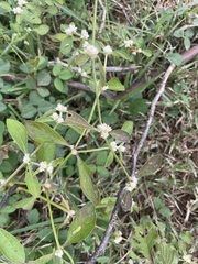 Alternanthera sessilis