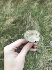 Psilocybe azurescens