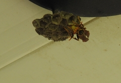 Polistes buyssoni