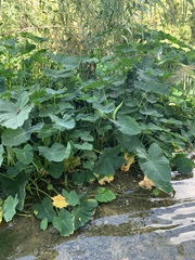 Colocasia