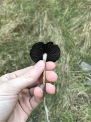Psilocybe azurescens