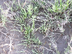 Salicornia perennis