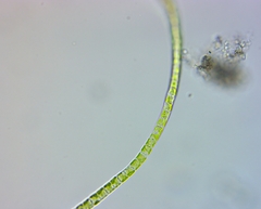 Ulothrix