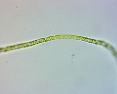 Ulothrix