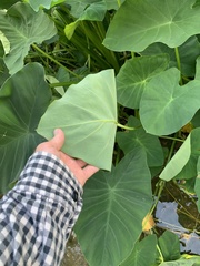 Colocasia