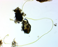Ulothrix